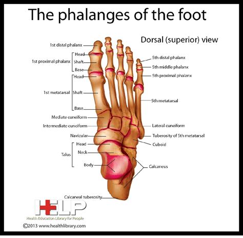 Phalanges Anatomy