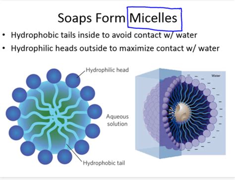 Histology Mid Term Flashcards Quizlet