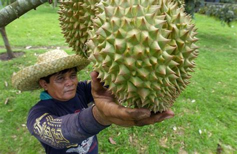 Philippines Feeds Chinas Durian Desire With Imports From Dutertes