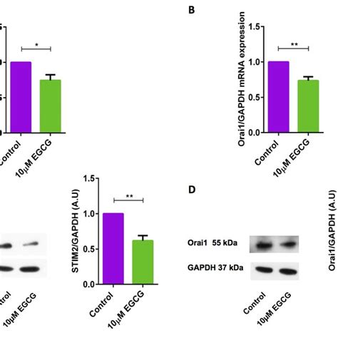 Egcg Significantly Decreased Stim And Orai Transcript Levels And