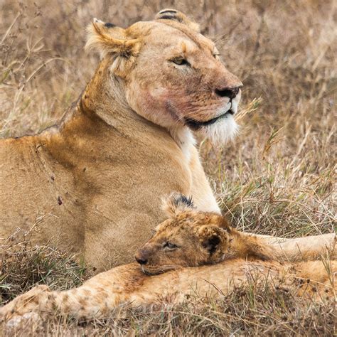 Lionne Et Lionceaux Michel Detilleux Flickr