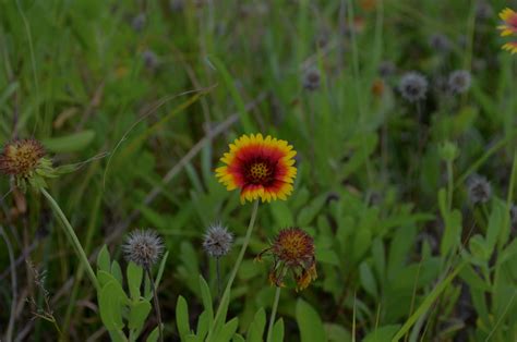 Providing Habitat And Protecting Land Merritt Island National Wildlife