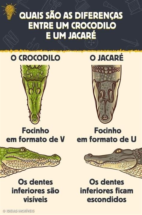 Jacaré e crocodilo Biologia marinha Biologia Jacaré