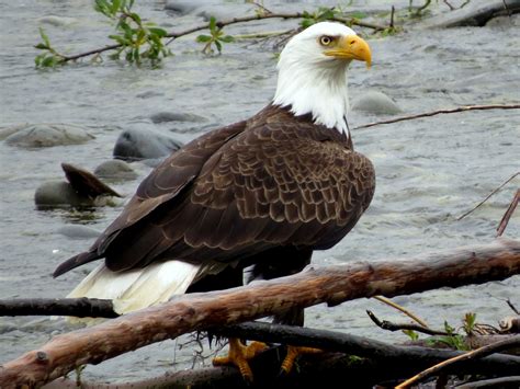 Americas Bald Eagle Population Quadruples Since 2009 Brightvibes