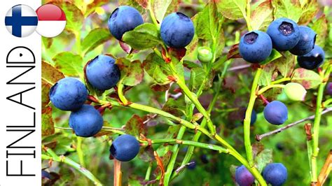 PANEN BUAH BLUEBERRY LIAR DI HUTAN VLOG LUAR NEGERI FINLANDIA YouTube