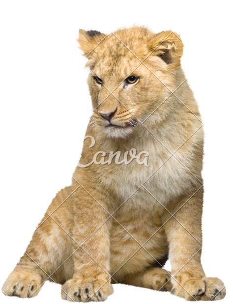 Lion Cub PNG Images Transparent Background | PNG Play