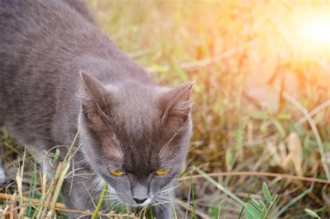 Gato De Color Gris Y Blanco Camina Hierba En La Naturaleza Cazando