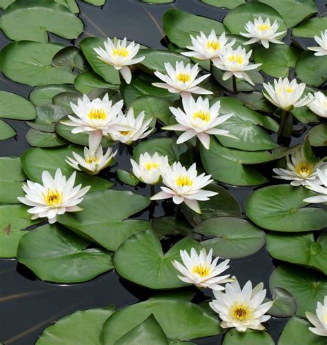 Marliac Albida Hardy White Water Lily Water Lilies Water Lily Pond Lily Flower