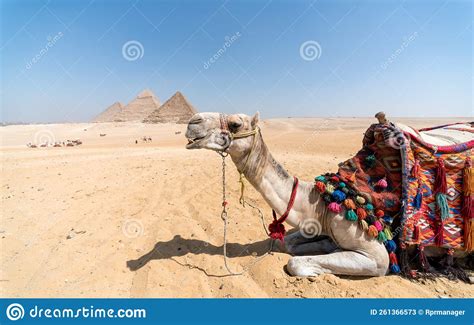 Camel In The Egyptian Desert Near The Pyramids In Luxor Stock Image