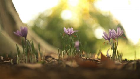 Wallpaper Sunlight Depth Of Field Nature Grass Morning Blossom