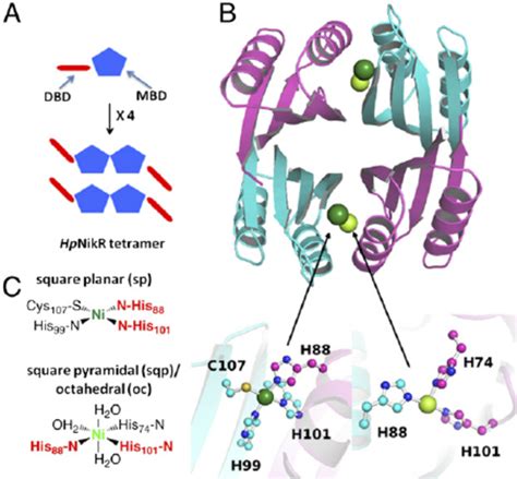 A Cartoon Of The Domain Architecture Of Hp NikR The Tetrameric