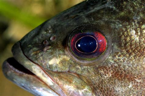 Smallmouth Bass Micropterus Dolomieu Photograph By Ted Kinsman Fine Art America