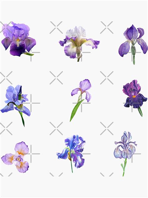 Mixed Beautiful Iris Flowers Sticker For Sale By Silviaol Redbubble