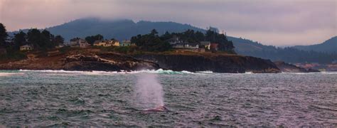 The Best Places To Go Whale Watching On The Oregon Coast Gdrv Life