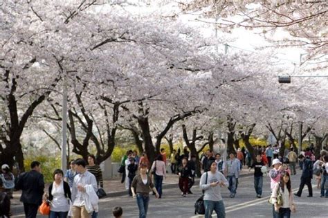 Full-day Hadong, Gwangyang, Cherry blossom, Green Tea Fields Private Tour