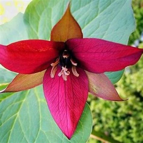 5 Red Trillium Wood Lily Bulbs Trillium Erectum Etsy