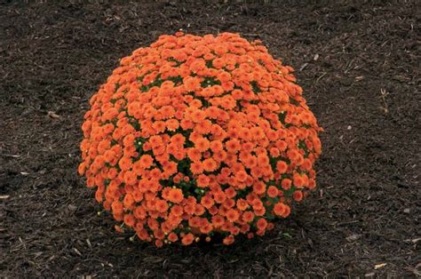 Chrysanthemum X Morifolium Ashley Dark Orange Garden Mum Garden