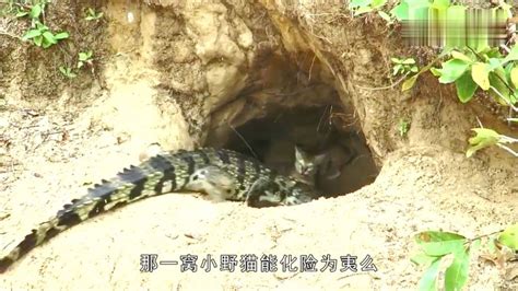 鳄鱼来到洞里准备吃掉小猫，猫妈妈决定与鳄鱼拼死一战自然动物好看视频