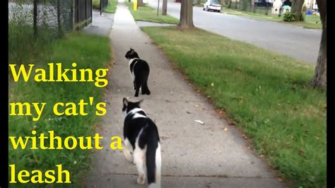 Taking My Cats For A Walk Youtube