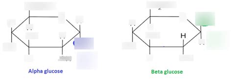 Alpha Glucose And Beta Glucose Diagram Quizlet