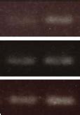 Chemokine Expression In CLN Of Sublingually Treated Mice And The E Ff