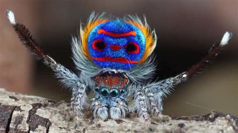 Peacock Spider