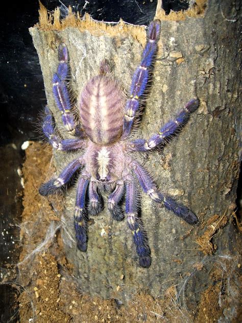 Amazing Animals Pictures The Blue Colour In Eight Legs The Gooty