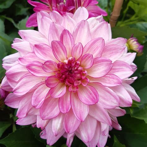 Buy Dahlia Plants Dachshund Dahlias