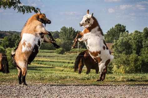 Nigerian Dwarf Dancing Goats Photograph By Toni Thomas Pixels