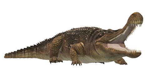 Sarcosuchus Krokodil Geïsoleerd Aan Een Transparant Achtergrond 24064314 Png