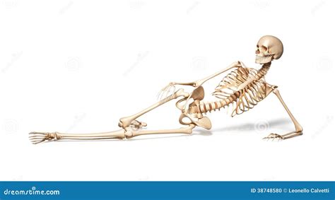 Skeleton Of Human Female Lying On Floor Stock Photo Image 38748580