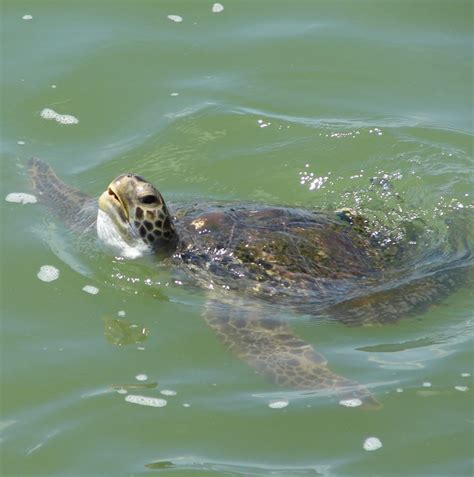 Sechura Conoce la hermosura del Estuario de Virrilá