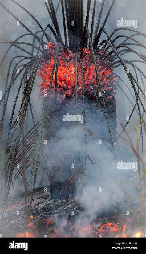 Plantas adaptadas al fuego fotografías e imágenes de alta resolución