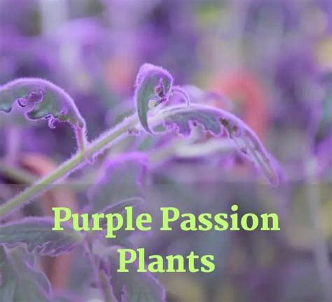 Troubleshooting Purple Passion Plant Wilting