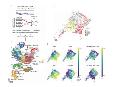 单细胞多组学nature带你玩转单细胞表观基因组学探讨人类皮质发育的机制 自由微信 Freewechat