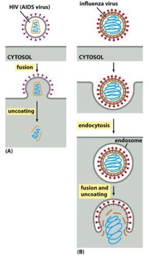 Virus Replication Flashcards Quizlet