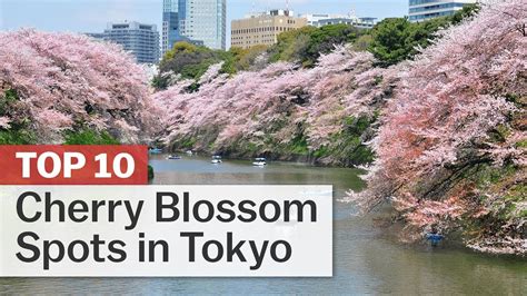 Cherry Blossom Tourist Spot In Japan