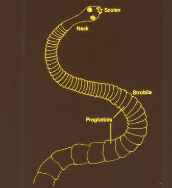 Cestodes Parasites Of The GI Tract Tapeworms Flashcards Quizlet