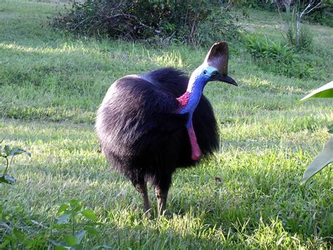 Free Cassowary 4 Stock Photo - FreeImages.com