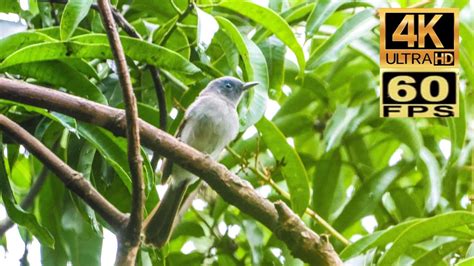 4K60 香港稀有過境遷徙雀鳥黑枕王鶲 雌性 Rare transit migratory birds in Hong Kong