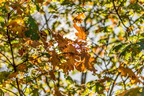 Black Oak Tree in Fall stock photo. Image of autumn, outdoors - 36353468