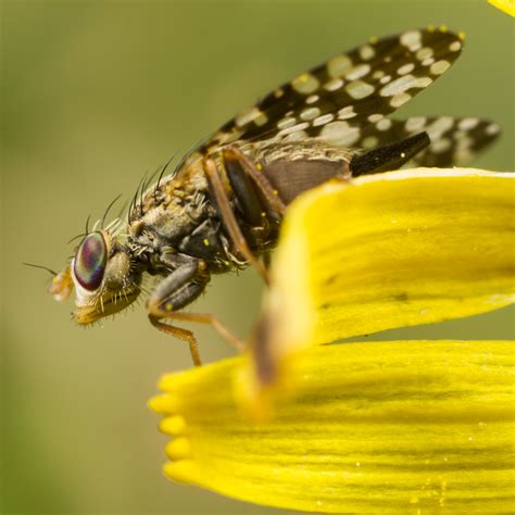 Diptera Info Discussion Forum Tephritidae