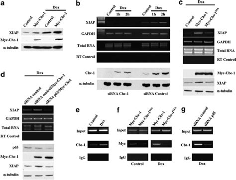 Che 1 Regulates X Linked Inhibitor Of Apoptosis XIAP In Response To