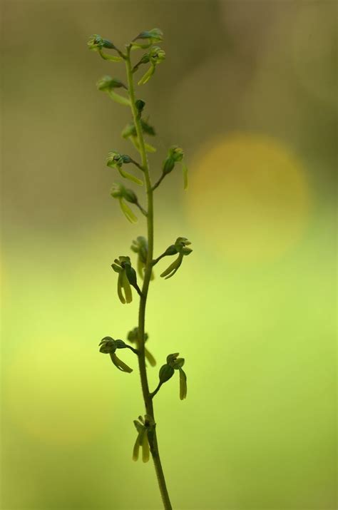 Пин от пользователя Ignace De Vloed на доске Des orchidées sauvages d