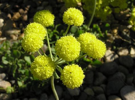 Eriogonum umbellatum var. aureum | High Plains Gardening