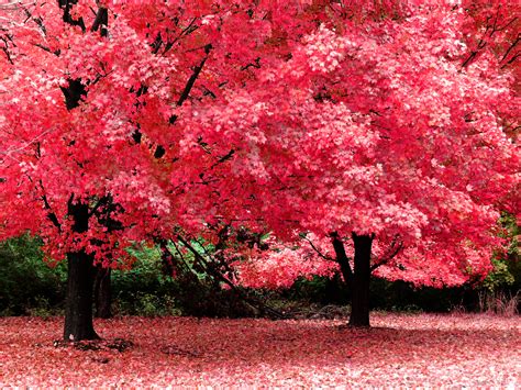 Herfst Bomen Met Roze Bladeren Hd Wallpapers