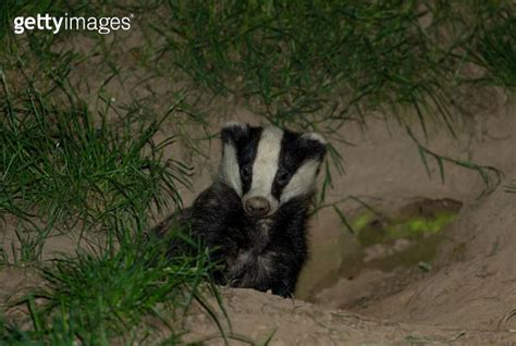 Badger Scientific Name Meles Meles Wild Native Badger In Natural