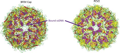 Structural Perspectives Of Beak And Feather Disease Virus And Porcine