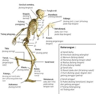Kerangka Seluruh Tubuh Manusia Dan Penjelasannya Updatenya