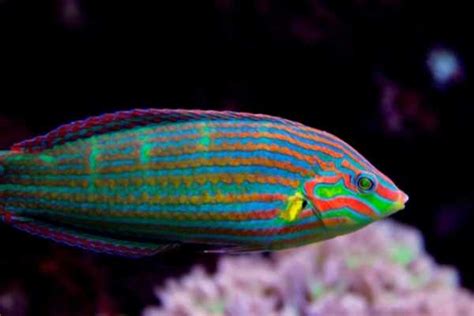 Melanurus Wrasse Care Guide Description Feeding Reef Safe